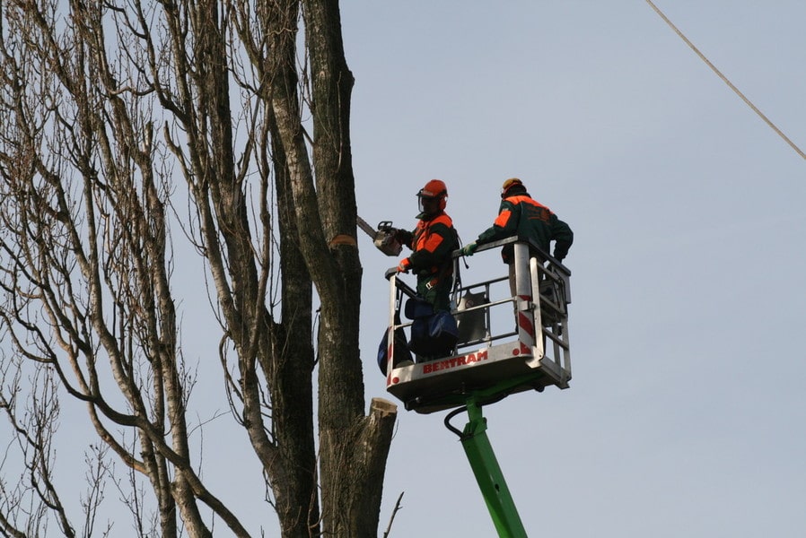 Zwei Männer auf Hebebühne mit Kettensäge um Baumfällung durchzuführen