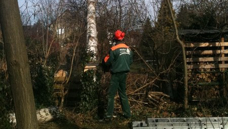 Ein Mitarbeiter beim Baumfällen einer Birke