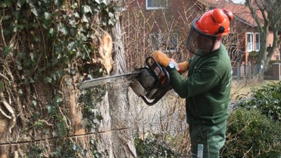 Ein Mitarbeiter bei der Baumfällung mit Kettensäge