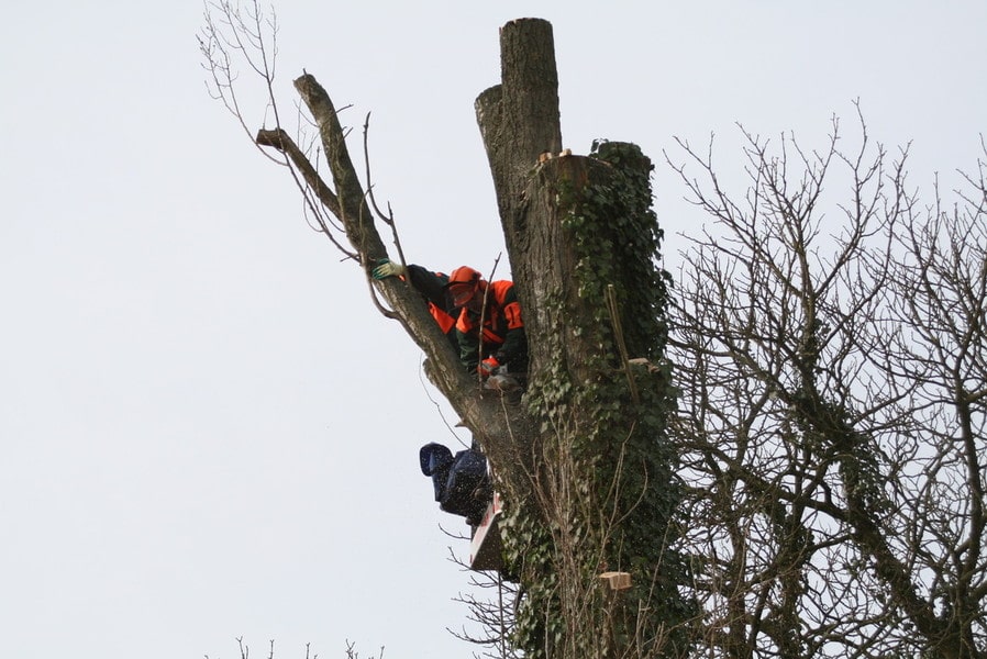 Zwei Mitarbeiter die in einem gekürzten Baum stehen und Äste absägen
