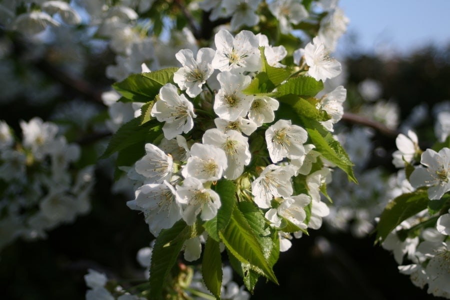 Nahaufnahme einer Blume mit weißen Blüten und langen spitzen Blättern